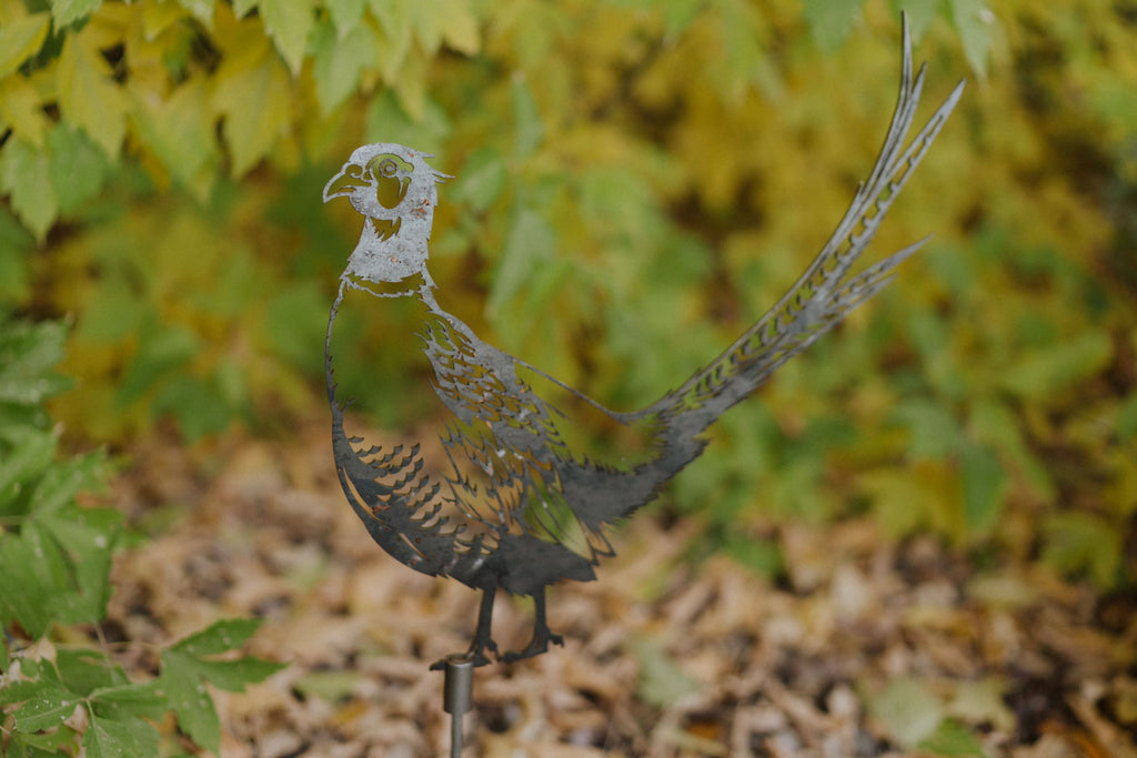 Ring Necked Pheasant