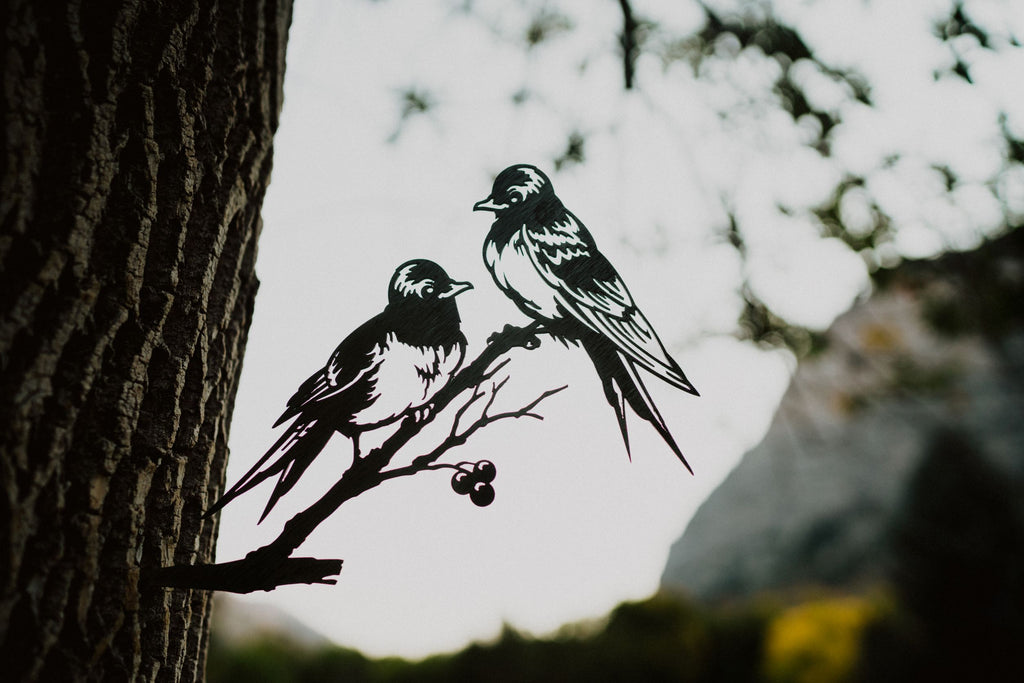 Barn Swallows