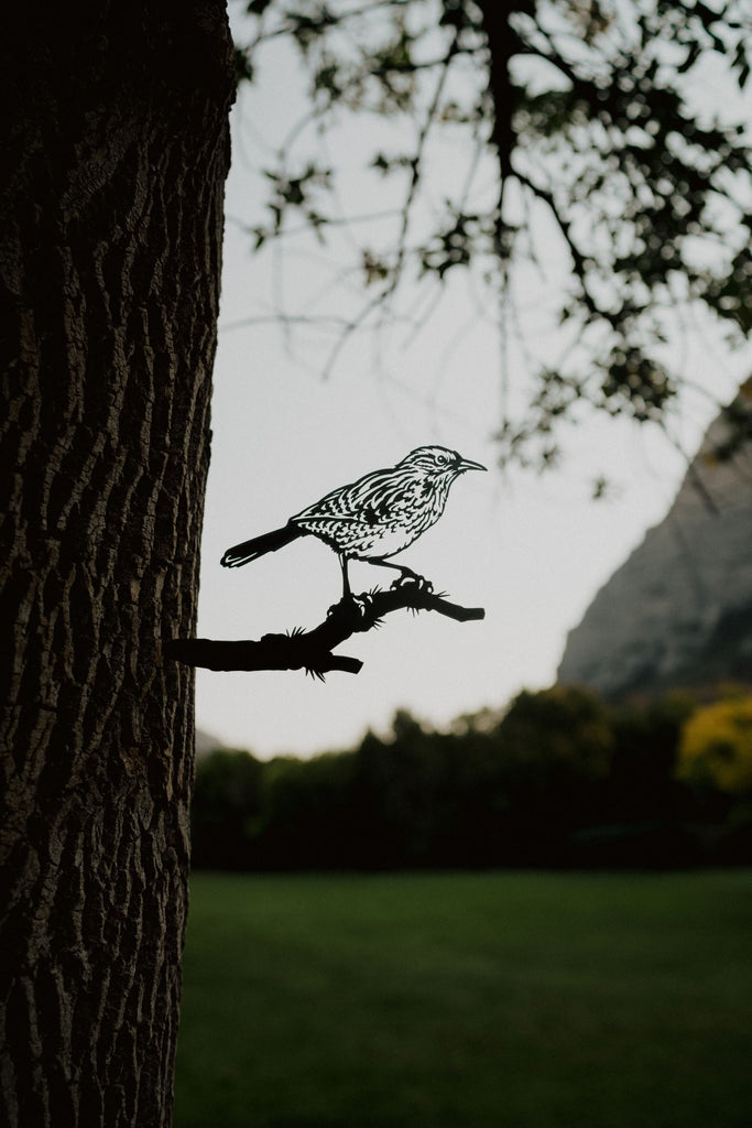 Cactus Wren