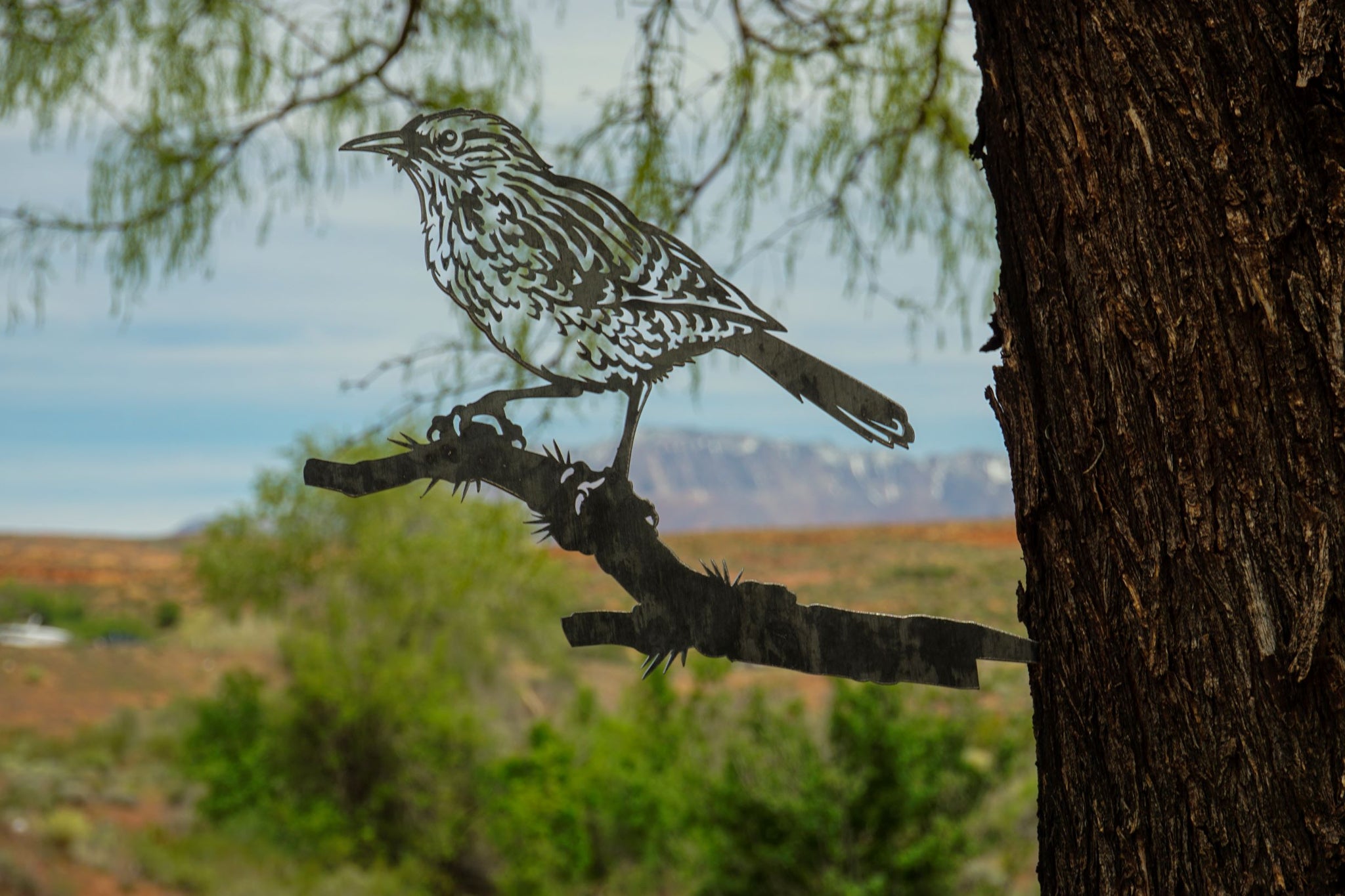 Cactus Wren